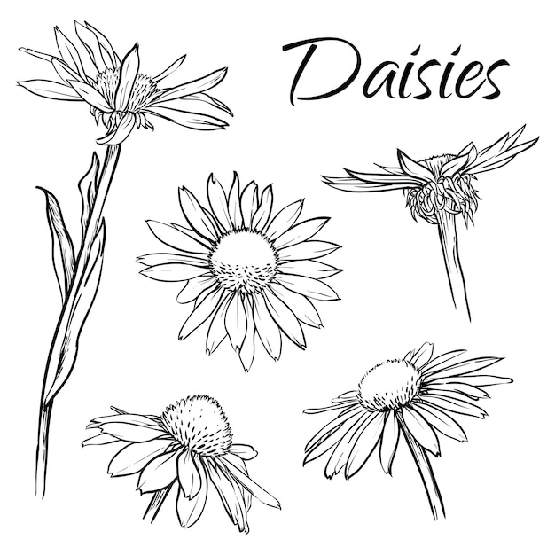 Vector set of daisies or chamomile flowers isolated hand drawn vector illustration