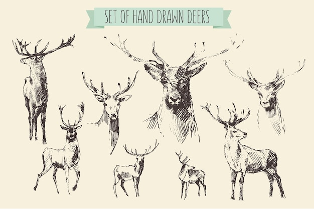 Set of deers, engraving style, vintage illustration, hand drawn, sketch