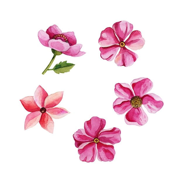 Set of delicate pink flowers isolated on white background. Watercolor elements