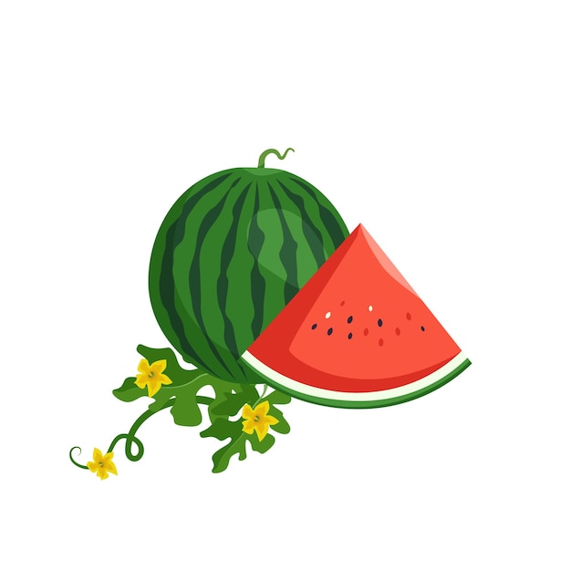 Set of delicious juicy red green striped watermelon, whole fruit and pieces with seeds, leaves and flowers. Summer sweetness, juicy food. Vector flat illustration