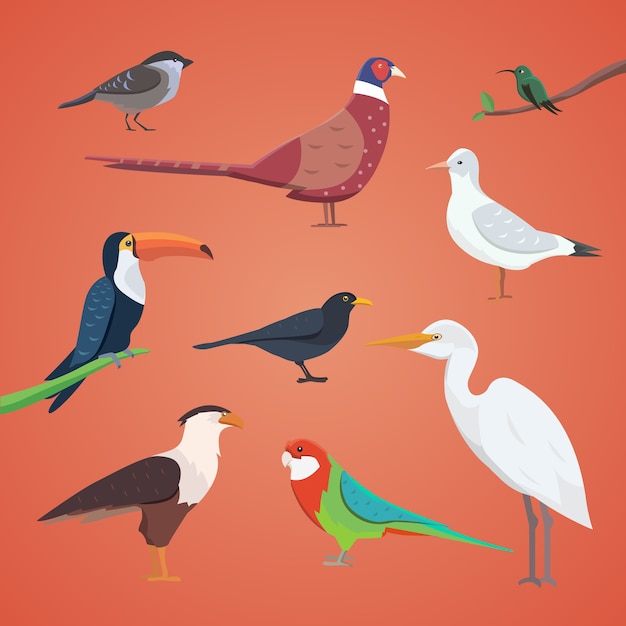 Set of different birds isolated.  collection cartoon birds 