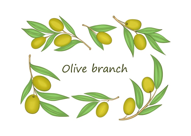 Set of different branches of olive Sample Multicolored image There is a text Vector illustration