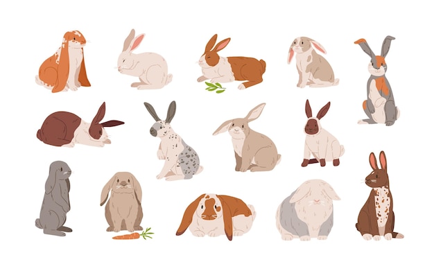 Set of different breed cute realistic rabbits vector illustration. Collection of various colorful hare sitting, lying and standing isolated on white. Wild or domestic funny animal with long ears.