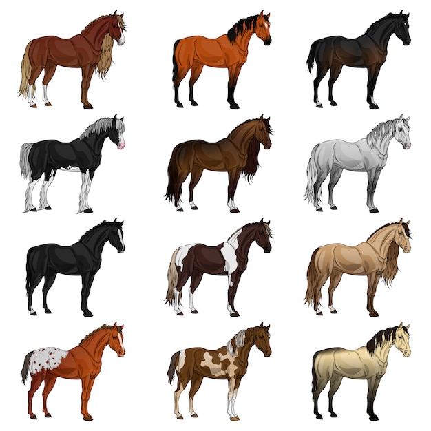 Set of different breeds of horses