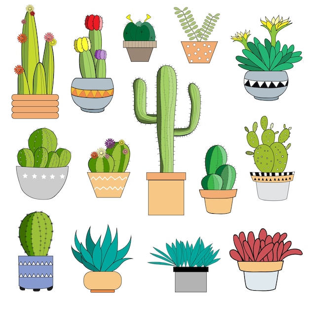 Set of different cactus plant in flower pot.