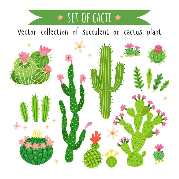 Set of different cactus and succulents