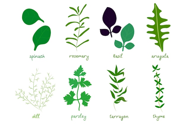 Set of different cooking herbs