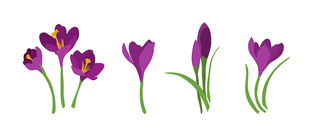 Vector a set of different crocuses for decoration