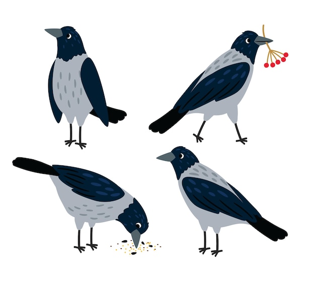 Set of different crow poses Bird pecking seeds