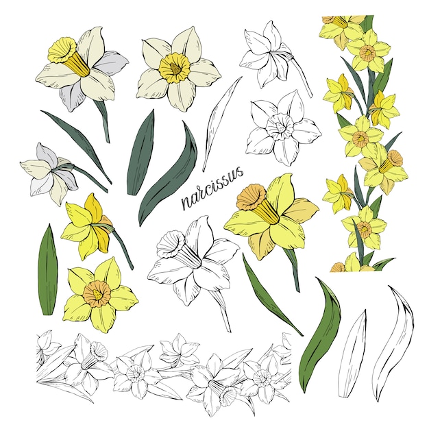 Set of different flowers narcissus and leaves, colored and monochrome, isolated  hand-drawn clip-art illustration