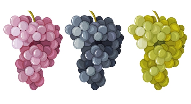 A set of different grape varieties isolated on a white background