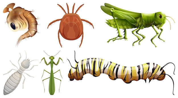 Set of different kinds of insects