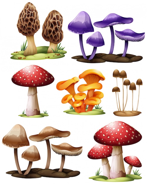 Set of different mushrooms