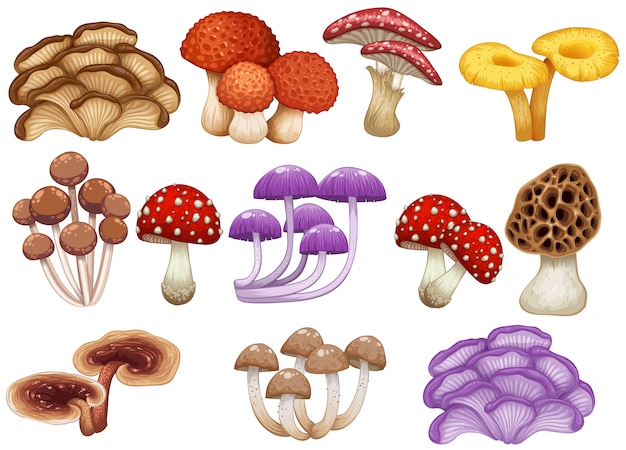 Set of different mushrooms