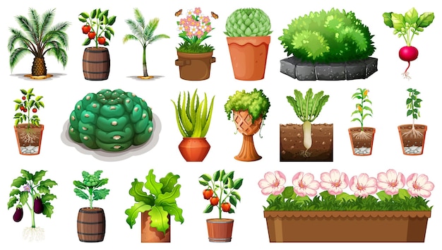 Set of different plants in pots isolated on white background