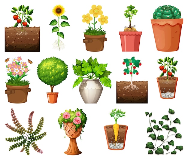 Set of different plants in pots isolated on white background