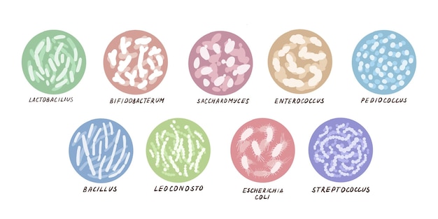 Set of different probiotic bacterias. Concept with good bacteroides, helping our guts to keep us healthy. Hand drawn vector illustration for web, article, banner