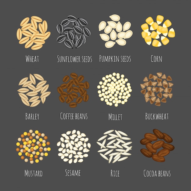 Vector set of different seeds and grains vector illustration in a cartoon flat style isolated on gray