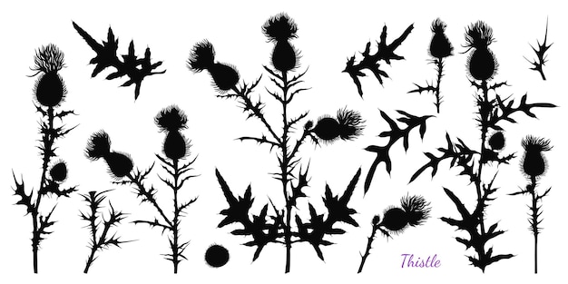 Set of different silhouettes of thistle Vector black and white illustration Handdrawn herbs