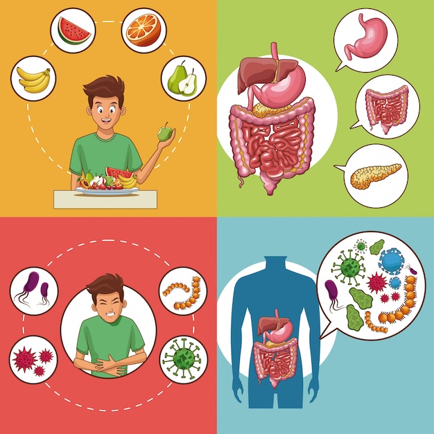 Set of digestive system cards collection 