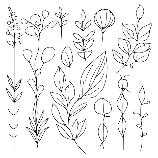 A set of doodle flowers and leaves botanical illustration botanical line drawing simple botanical