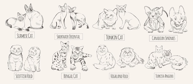 Set of drawn cat breeds