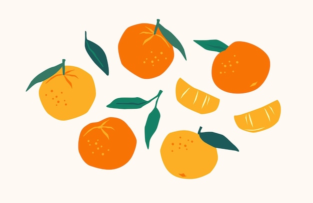 Set of drawn tangerines Citrus fruits oranges mantarines Vector illustration Isolated elements for design