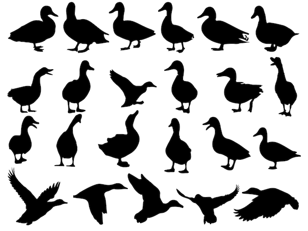 The set of the Duck silhouette collection