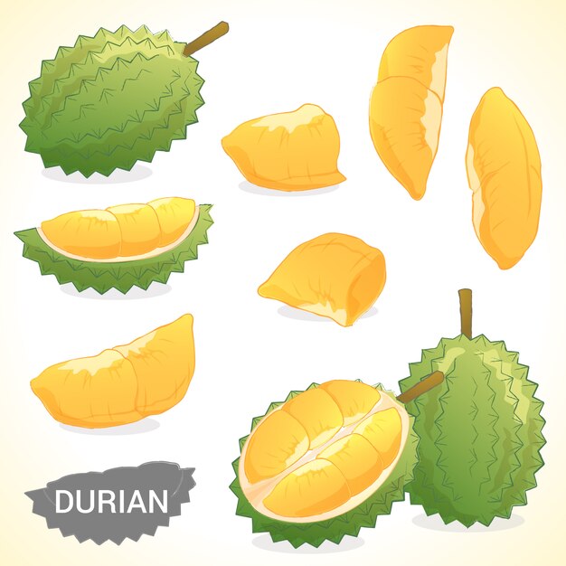 Vector set of durian in various styles vector format