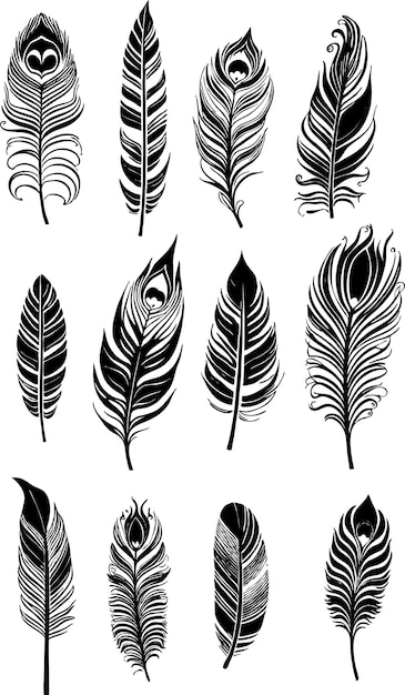 A set of feathers on a white background.