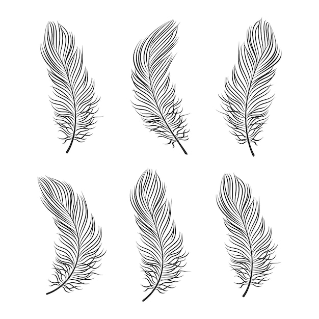 A set of feathers with the words'feather'on the bottom.