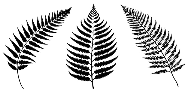 Set of Fern Leaf Silhouette Vector Art Illustration