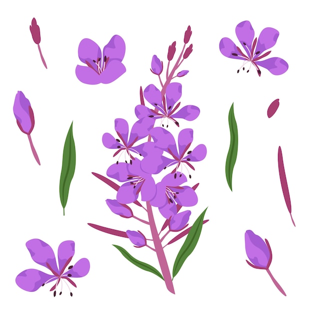 Set of fireweed design elements