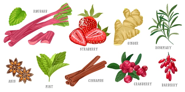 Set of flavors rhubarb strawberry ginger rosemary