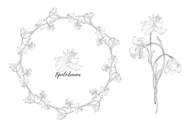 set of floral elements epilobium