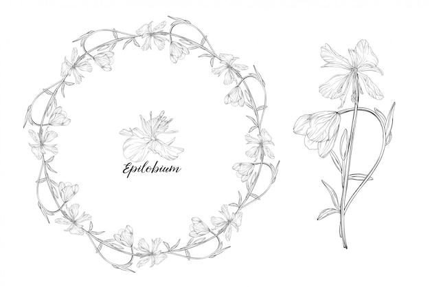 set of floral elements epilobium