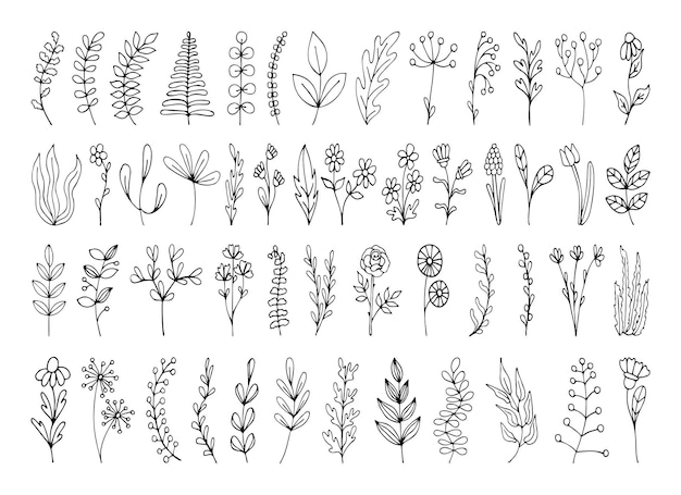 Set of floral hand drawn elements Vector branches with leaves flowers herbs for decorating design cards web Isolated simple doodle art thin line illustration Forest greenery fern eucalyptus