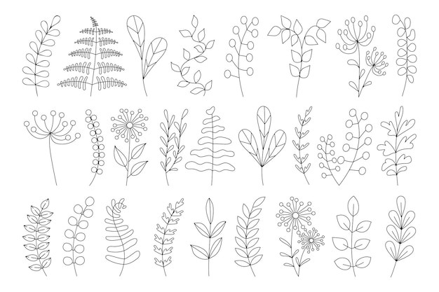 Set of floral hand drawn elements Vector branches with leaves flowers herbs for decorating design cards web Isolated simple doodle art thin line illustration Forest greenery fern eucalyptus