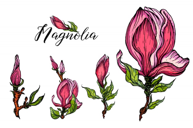 Set of flower arrangements with Magnolia flowers