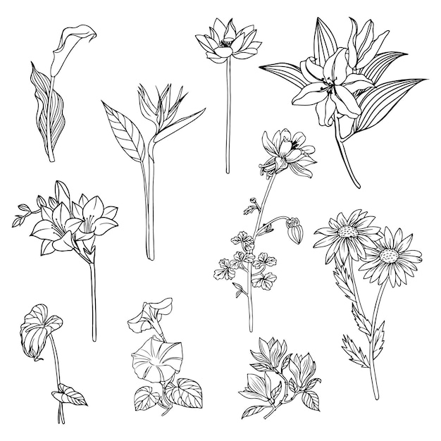 Set of Flower and leaf line art flora clipart