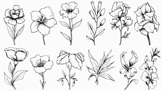 a set of flowers drawn on a white background