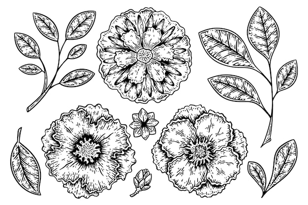 Set of flowers top view and leaves hand drawn sketch vector illustration