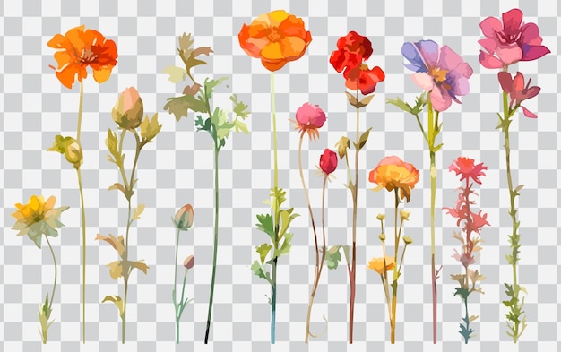 A set of flowers on a transparent background.