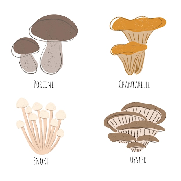 Set of four different edible mushrooms flat style illustration with grainy texture and line art