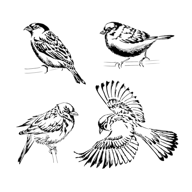 Set of four sparrows Handdrawn vector illustration