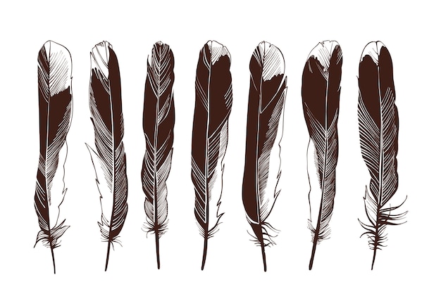 Set of four straight feathers.