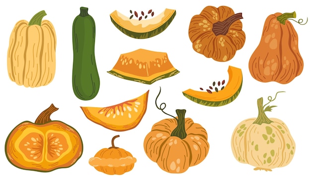 Vector set of fresh autumn vegetables orange pumpkin gourd green and yellow squashes and zucchini