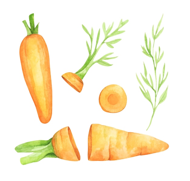 Set of fresh carrot fruits with green leaves Watercolor illustration