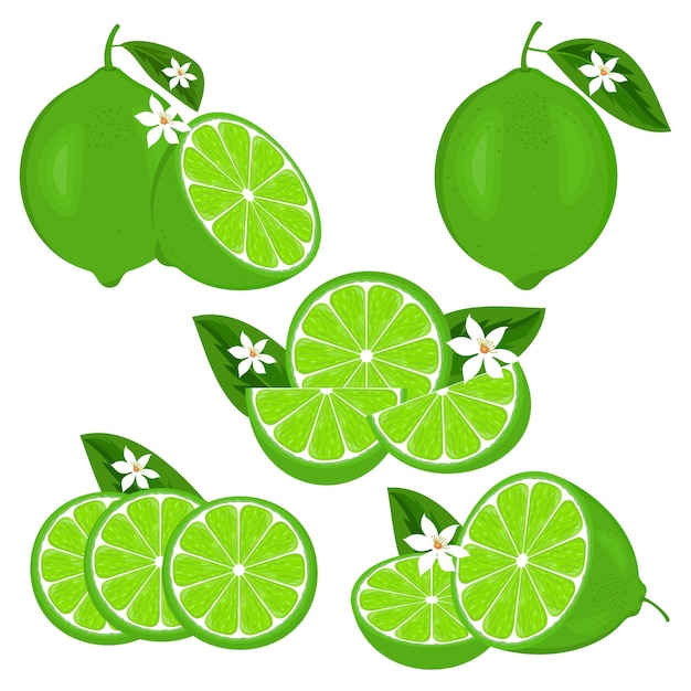 Set of fresh juicy limes or lemons citrus fruits with flowers and slices