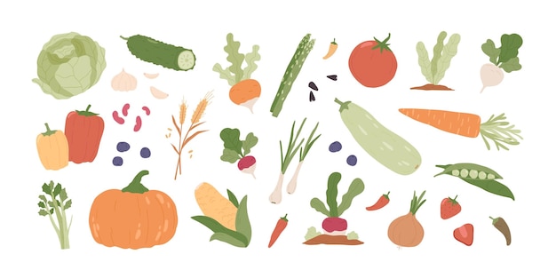 Set of fresh organic farm vegetables. Healthy vegetarian food. Autumn harvest of pumpkin, carrot, onion, asparagus, corn, peas. Colored flat vector illustration of veggies isolated on white background